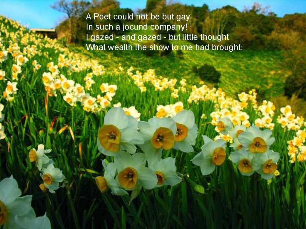 daffodils by william wordsworth