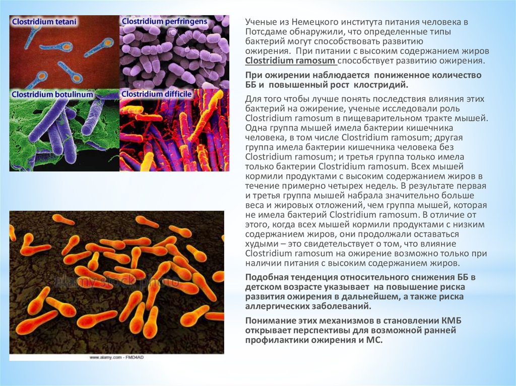 Кластридии. Clostridium perfringens антибиотики. Клостридии бактерии. Клостридии виды бактерий.