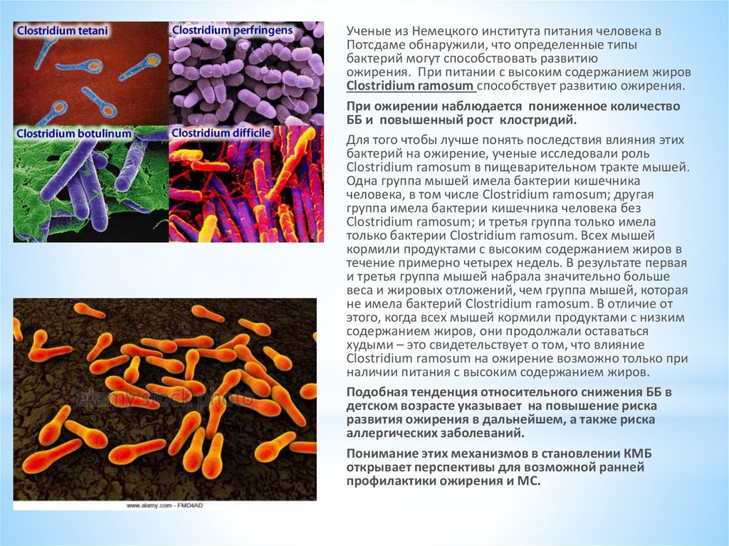 Клостридии это. Клостридии бактерии. Клостридии Тип питания. Клостридии – это микроорганизмы.