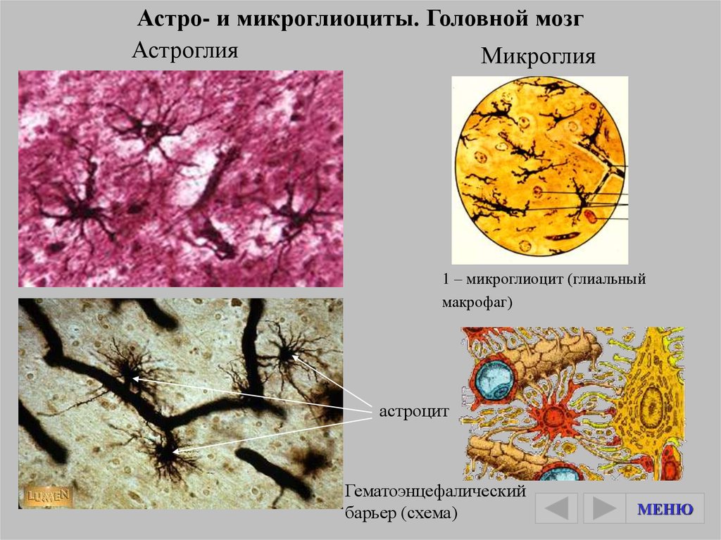 Клетки Пуркинье псевдоуниполярные. Псевдоуниполярные Нейроны.