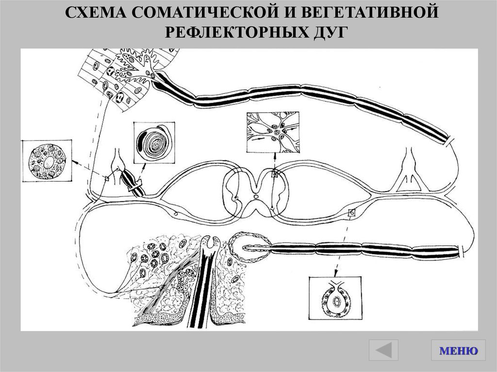 Сургут карта сергиевский район