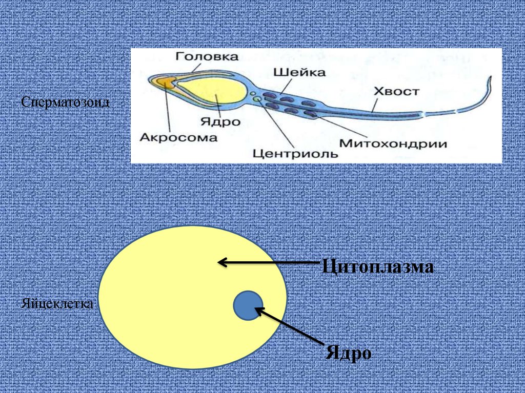 Sex Education Описание