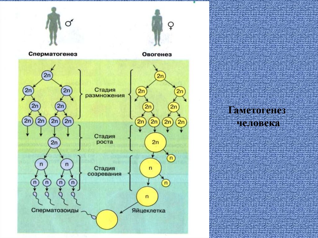 Сперматогенез и овогенез. Схема гаметогенеза у человека. Гаметогенез сперматогенез овогенез. Стадия размножения гаметогенеза. Фаза размножения гаметогенез.