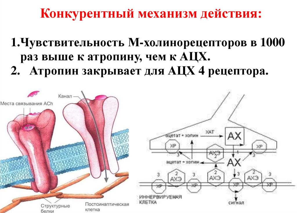 Рецепторы возбуждения. Атропин механизм действия. Атропин схема действия. Холинорецепторы механизм действия. Атропин механизм.