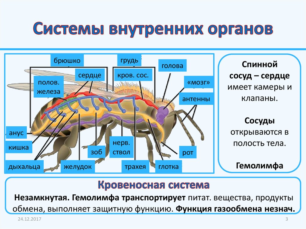 Внешнее строение насекомых презентация