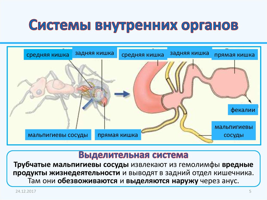 Системы внутренних органов