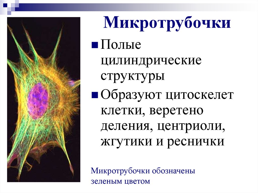 Цитоскелет клетки какой органоид. Микротрубочки немембранный органоид. Немембранные органеллы клетки цитоскелет. Микротрубочки органеллы. Органоиды клетки микротрубочки.