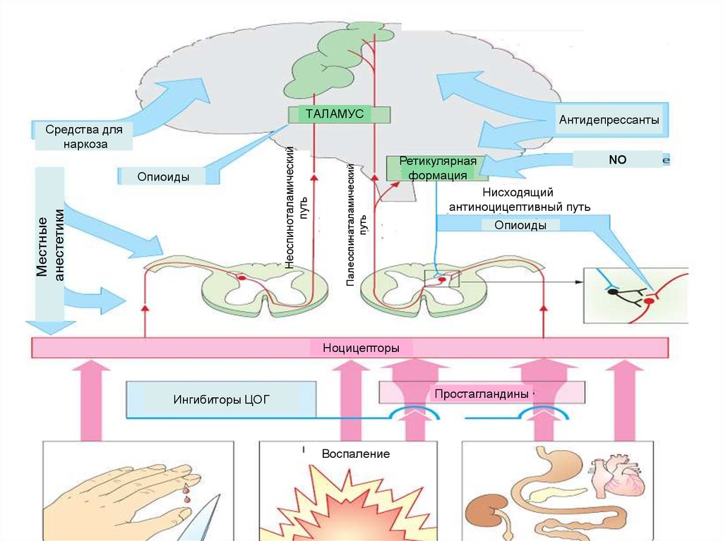 Неоспиноталамический путь схема