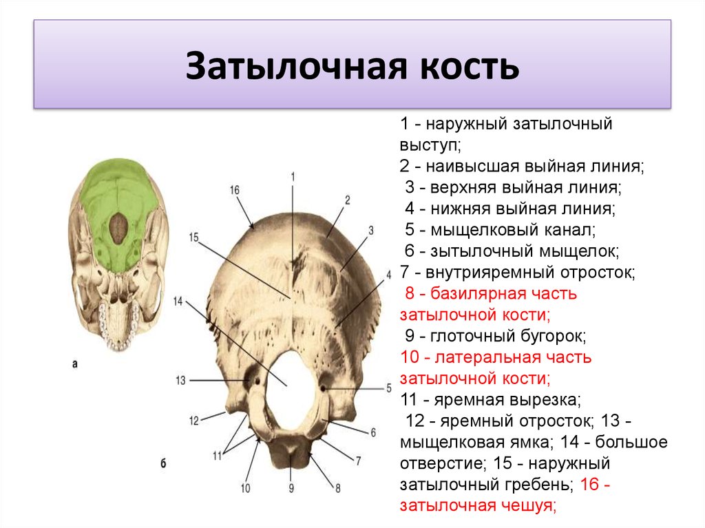 Части затылка. Кости головы анатомия затылочная кость. Строение затылочной кости черепа человека анатомия. Кости черепа человека анатомия наружный затылочный Выступ. Глоточный бугорок затылочной кости.