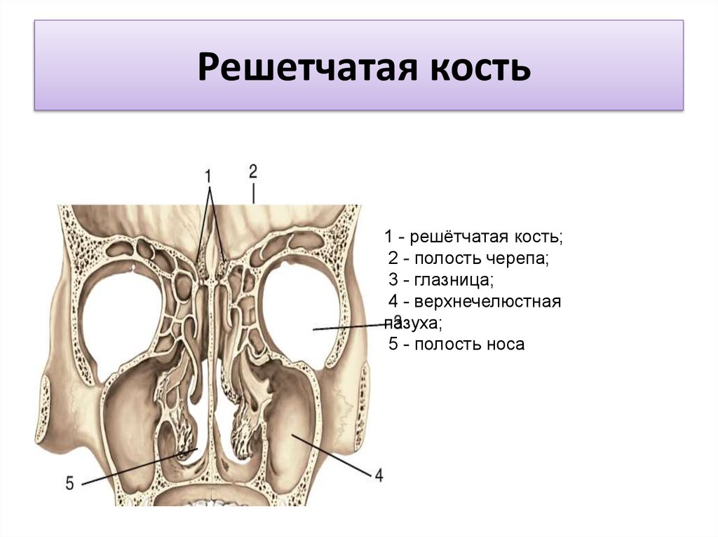 Решетчатые функции и их изображения