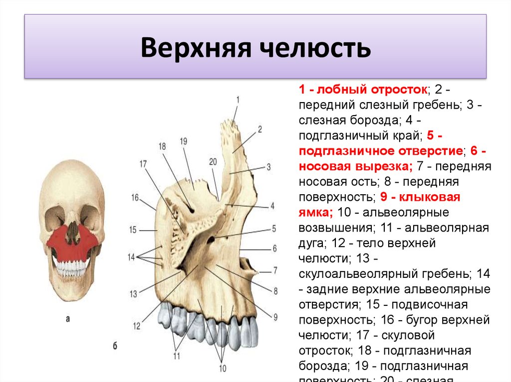Клыковая ямка. Скуловой отросток верхней челюсти. Верхняя челюсть анатомия носовая поверхность. Носовой отросток верхней челюсти анатомия. Альвеолярные отверстия верхней челюсти.