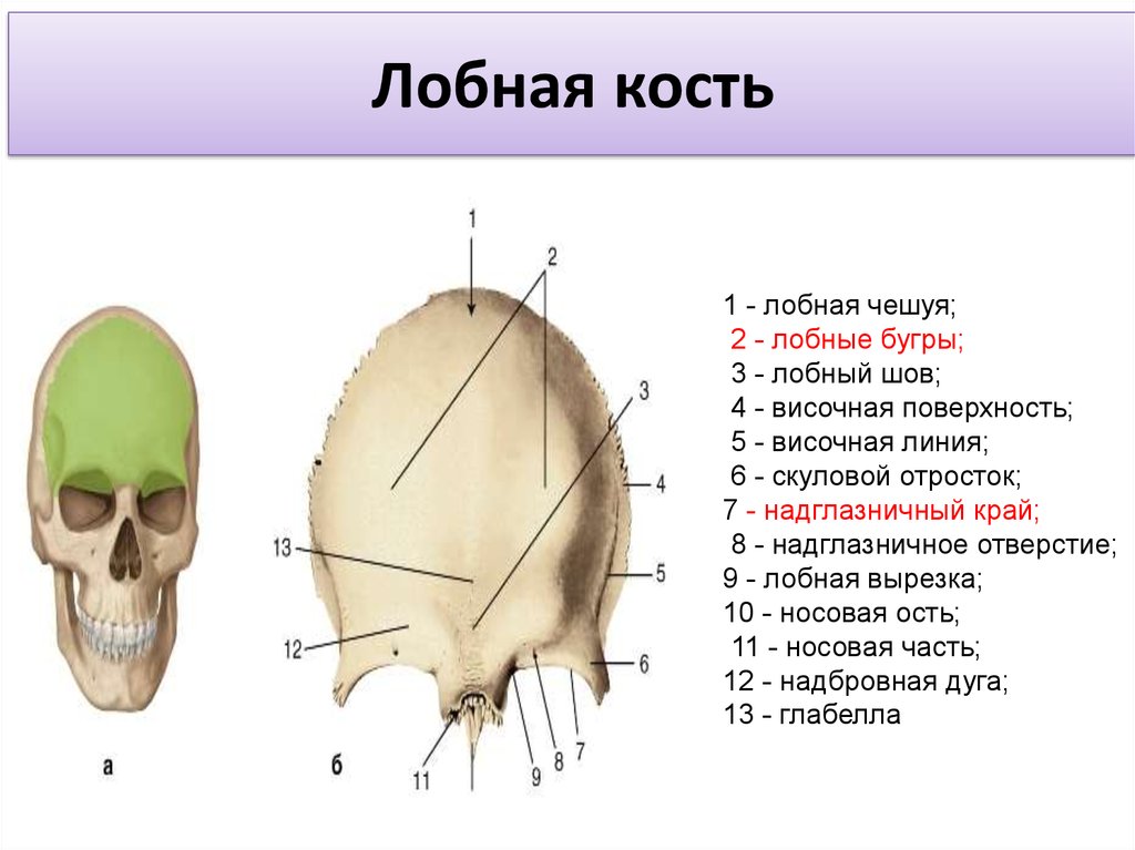Лобная отдел скелета. Лобная кость Бугры. Лобная кость надглазничный край. Строение черепа лобная часть. Кости черепа лобная кость анатомия.