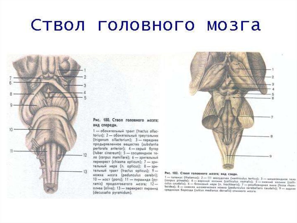 Схема внутреннего строения отделов ствола головного мозга