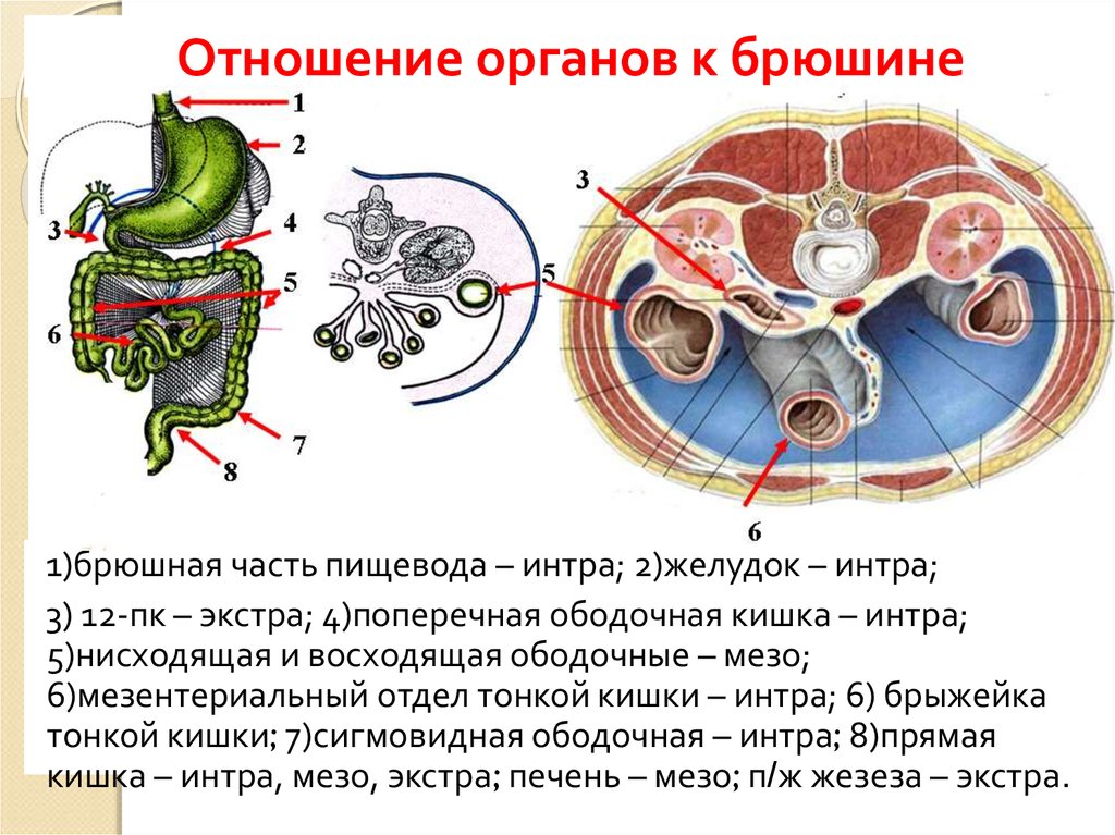 Взаимоотношение органов. Поджелудочная железа располагается по отношению к брюшине. Поджелудочная железа по отношению к брюшине расположена. Поджелудочная железа покрыта брюшиной. По отношению к брюшине 12 перстная кишка располагается.