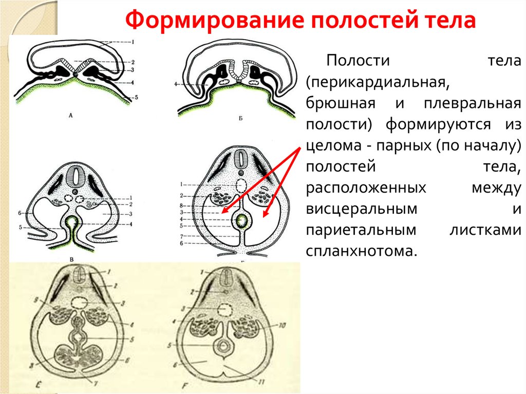 Типы полостей тела