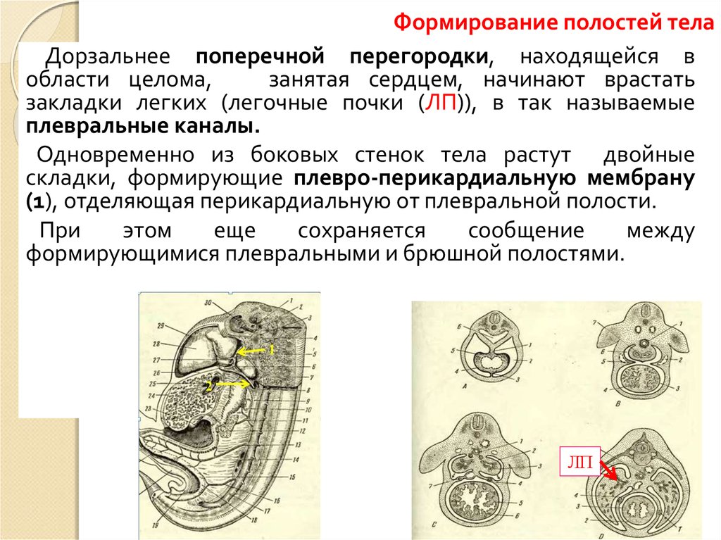 Имеет полость целом. Формирование первичной полости тела. Развитие полостей тела. Тип полости тела. Полость тела классификация.