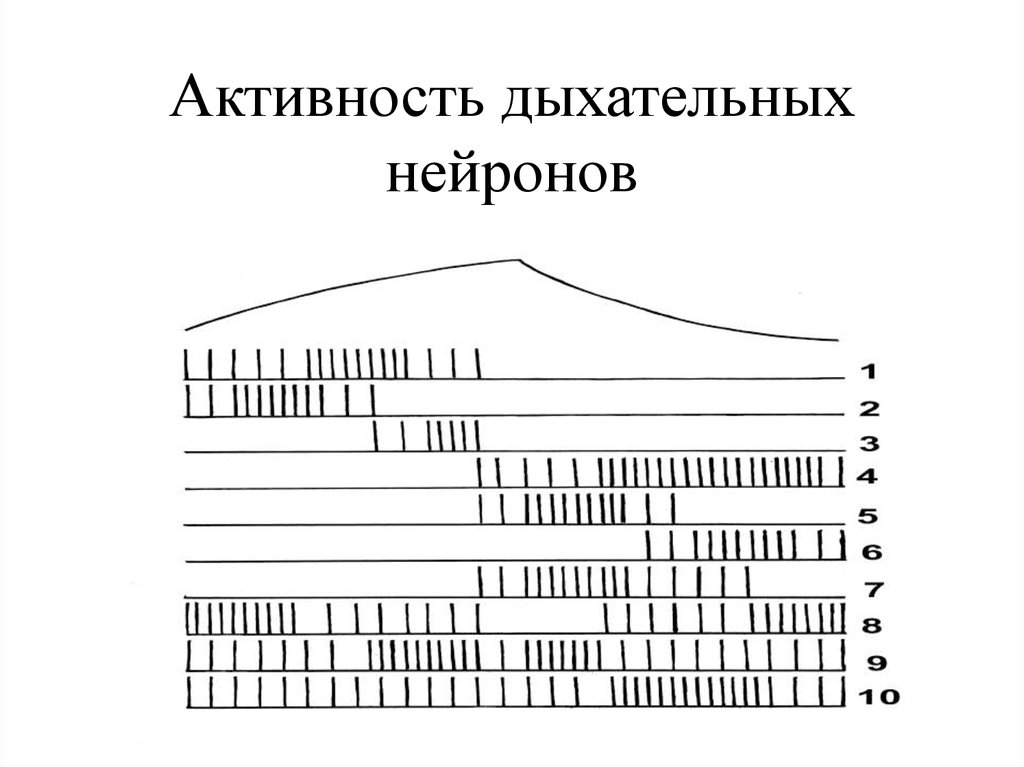Активность дыхательных нейронов