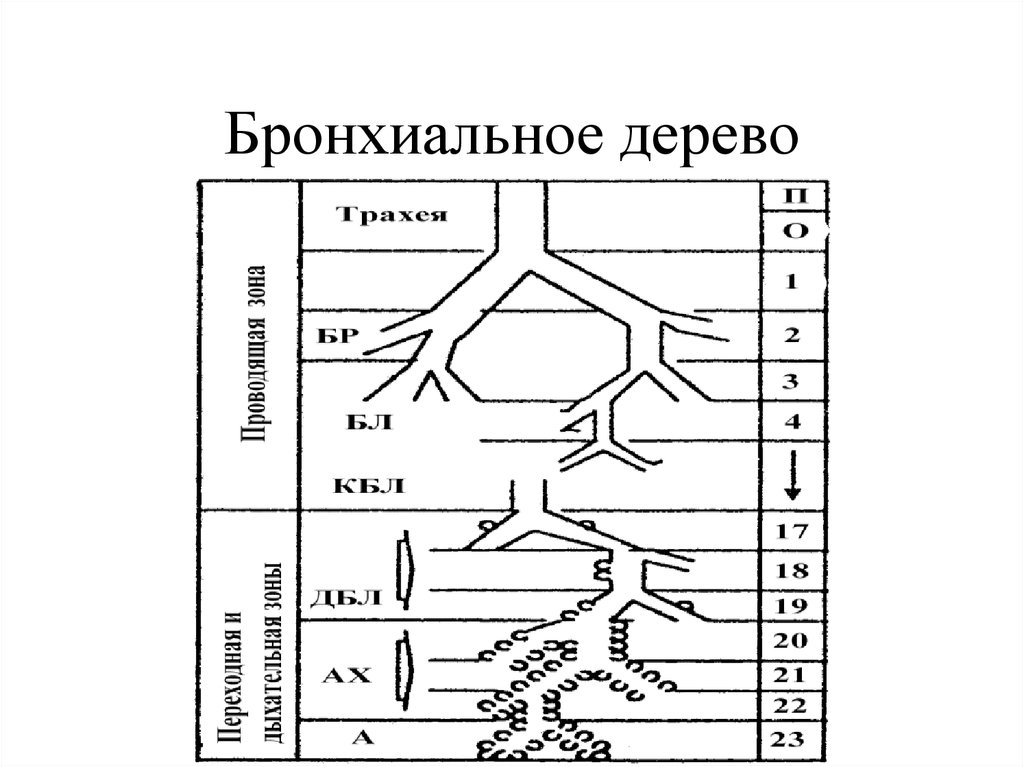 Деление бронхиального дерева схема