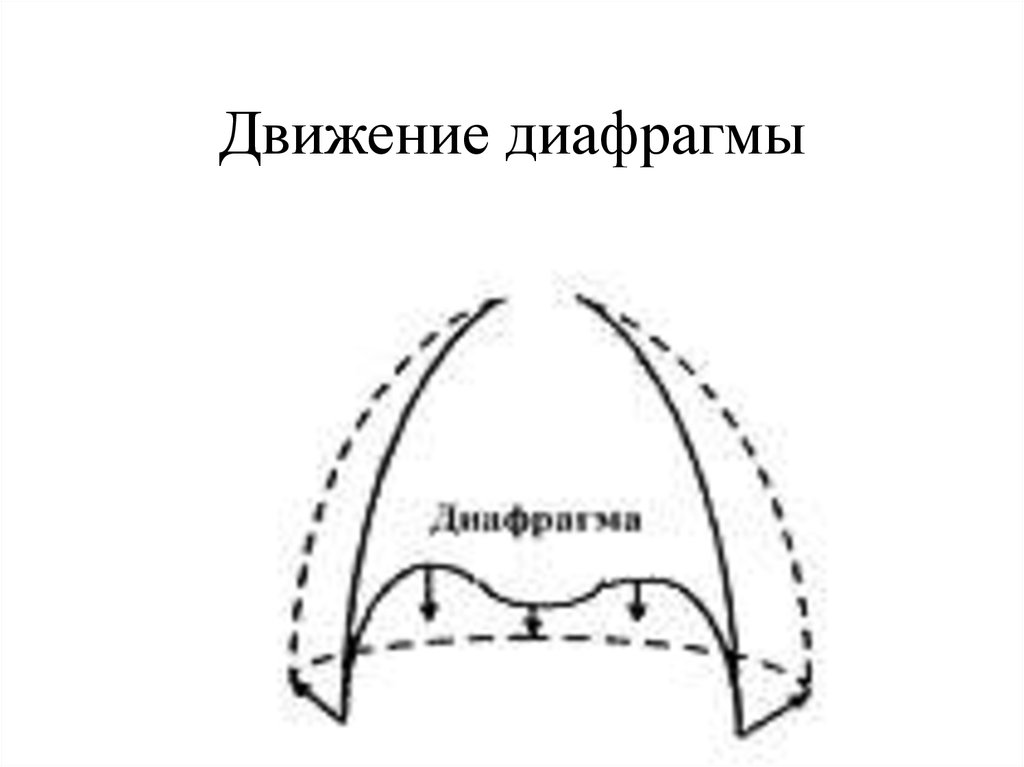 Сокращение диафрагмы. Движение диафрагмы. Схема движения диафрагмы. Движение диафрагмы при дыхании схема. Движение диафрагмы гиф.