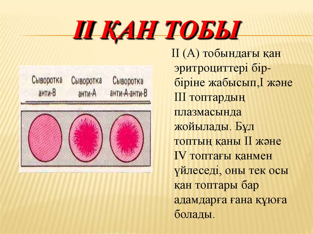 Задачи по биологии на группу крови. Группа крови. Вторая группа крови. А II группа крови. Gruppa krova.