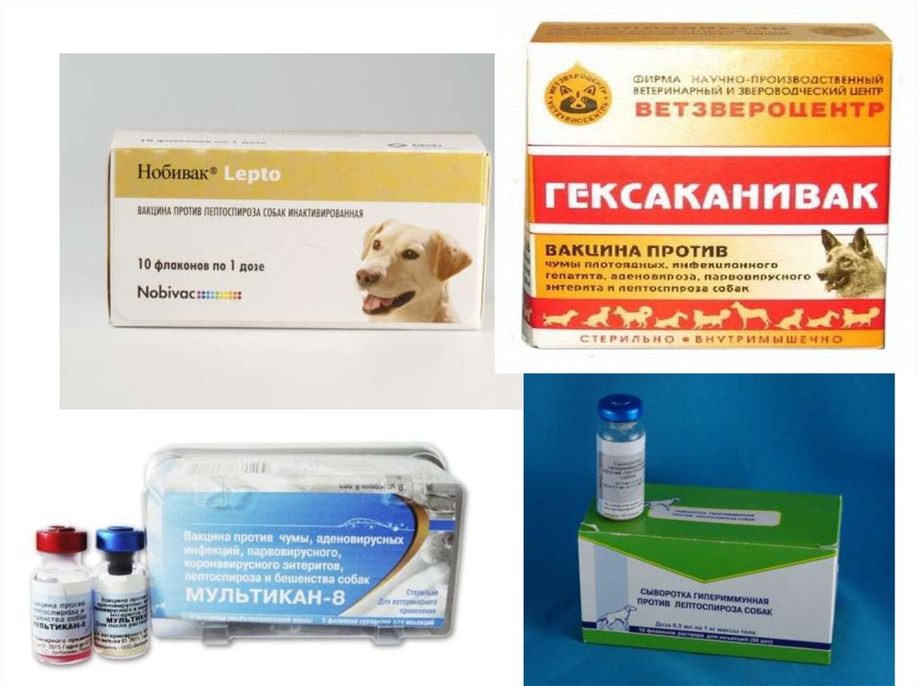 Вакцина от чумки для собак