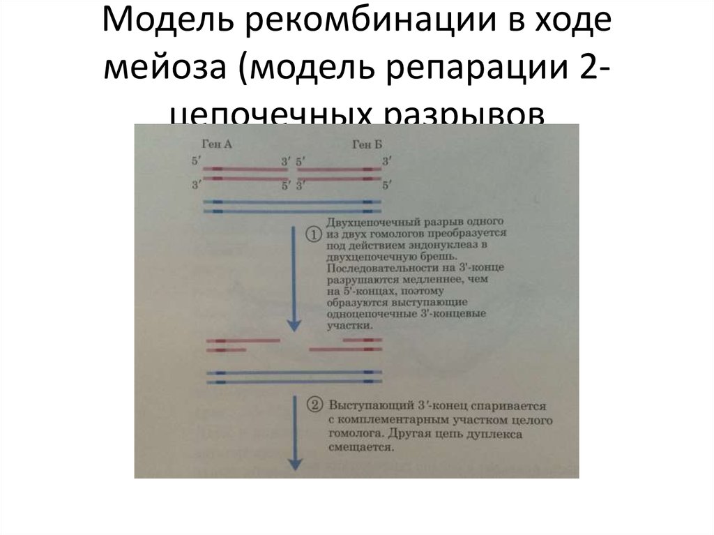 Каким образом отображается на энергетической диаграмме процесс рекомбинации