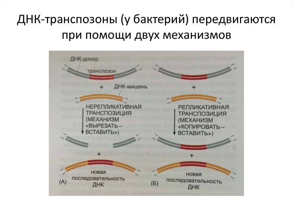 Рекомбинация днк схема