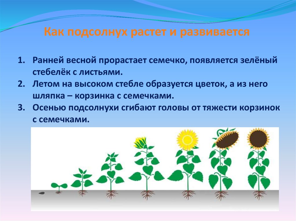 Сообщение о росте и развитии растений. Как растет подсолнечник. Развитие подсолнечника. Развитие растений. Как растет подсолнечник этапы.