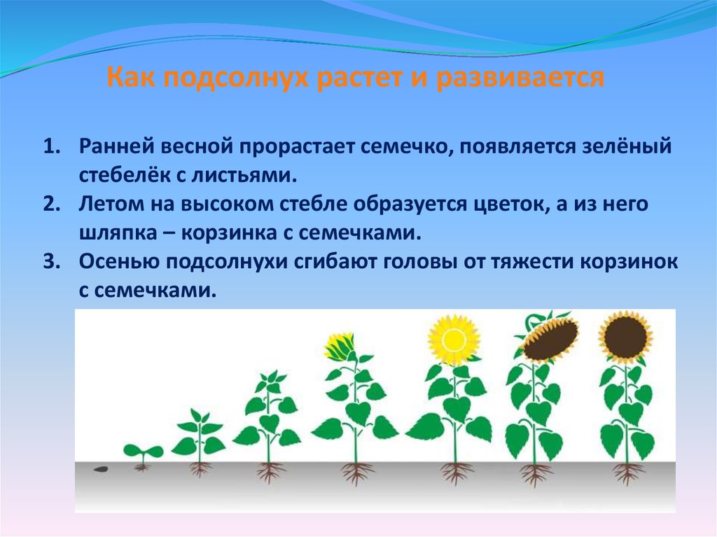 Жизнь растений 6 класс. Как растет подсолнечник. Как растет подсолнух. Развитие подсолнечника. Как растет подсолнечник этапы.