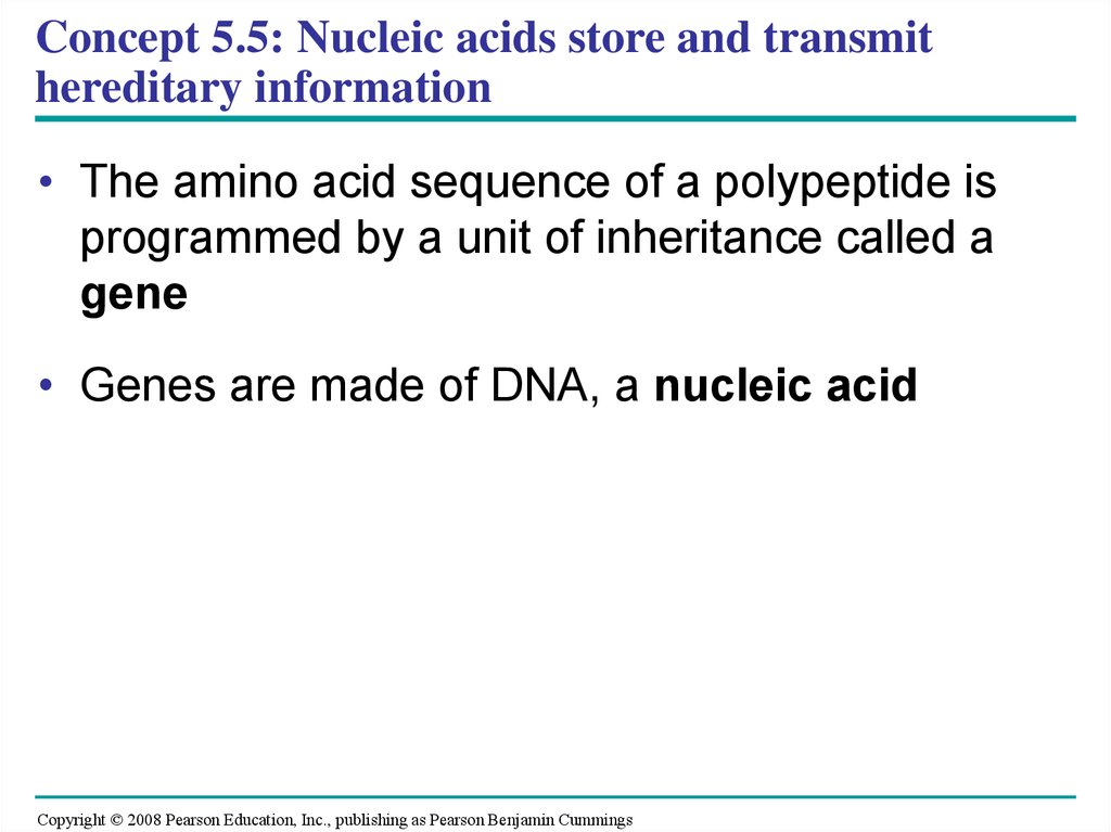 Concept 5.5: Nucleic acids store and transmit hereditary information