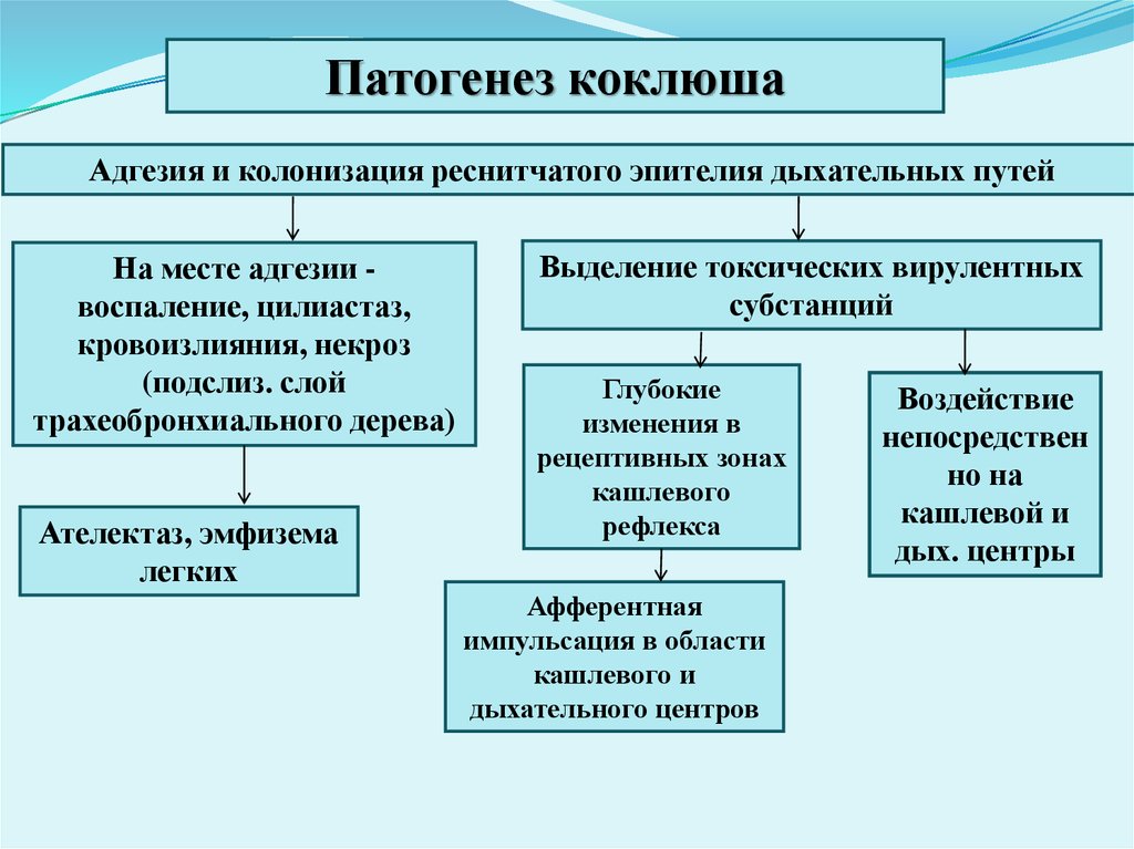 Коклюш педиатрия презентация