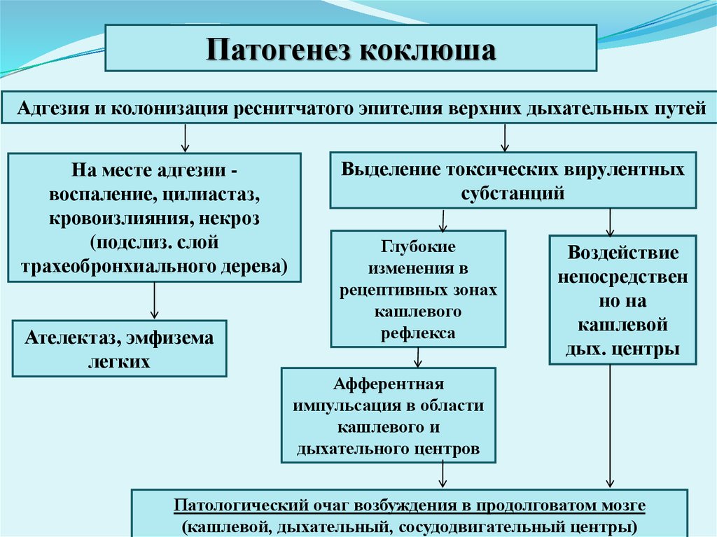 Коклюш патанатомия презентация