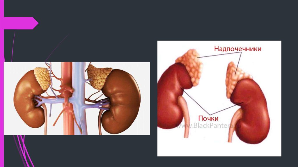 Надпочечники фото