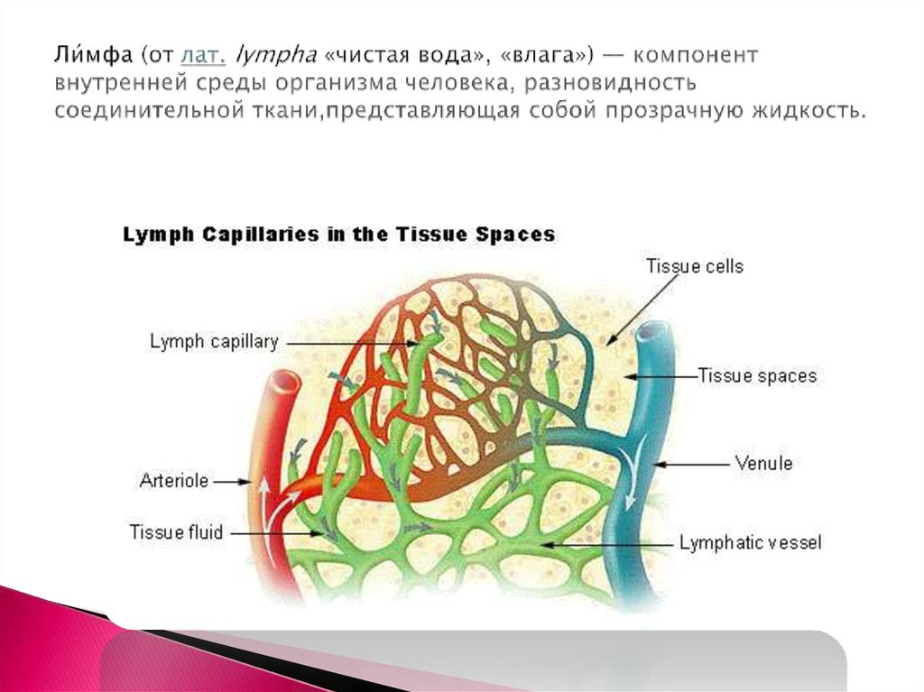 Ли́мфа (от лат. lympha «чистая вода», «влага») — компонент внутренней среды организма человека, разновидность соединительной