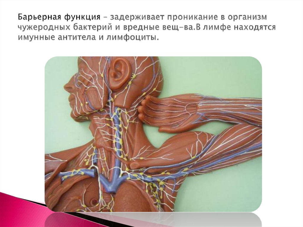 Барьерная функция – задерживает проникание в организм чужеродных бактерий и вредные вещ-ва.В лимфе находятся имунные антитела и