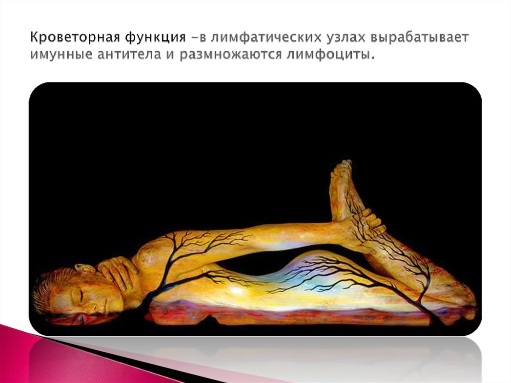 Кроветорная функция -в лимфатических узлах вырабатывает имунные антитела и размножаются лимфоциты.