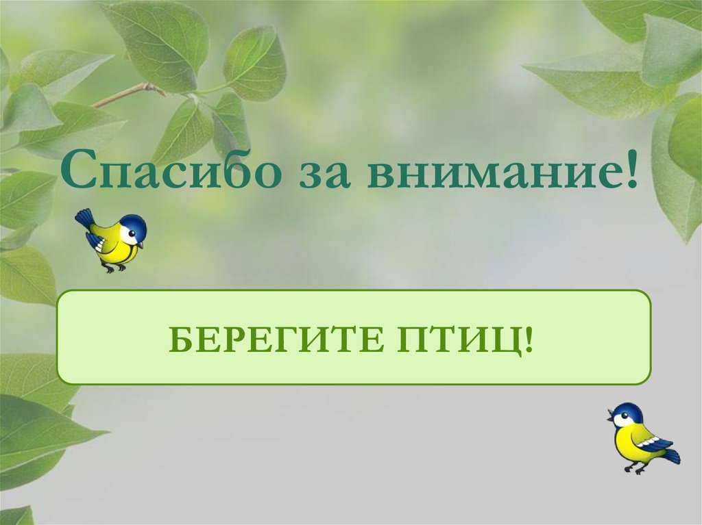 Берегите люди птиц. Спасибо за внимание птицы. Берегите птиц презентация. Спасибо за внимание берегите птиц. День птиц спасибо за внимание.