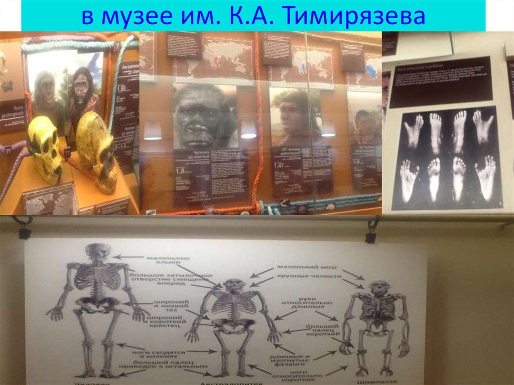 в музее им. К.А. Тимирязева