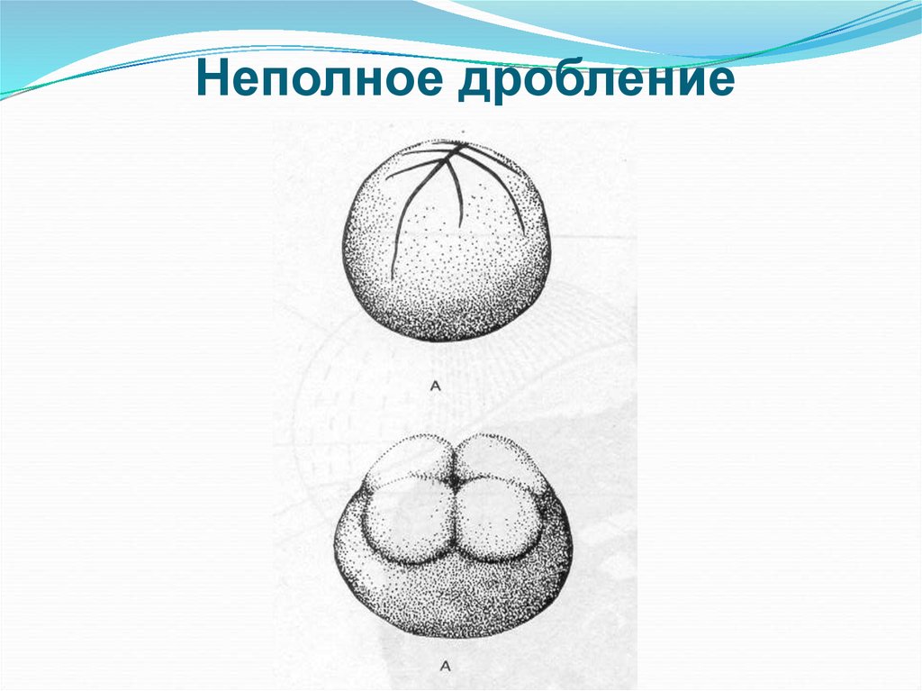 Типы дробления. Неполное поверхностное дробление зиготы. Неполное дискоидальное дробление. Неполное меробластическое дробление. Неполное поверхностное дробление.