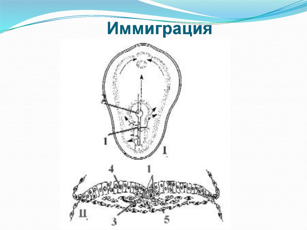 Гаструляция иммиграция рисунок