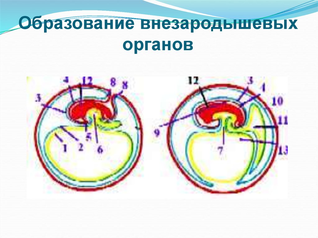 Внезародышевые органы презентация