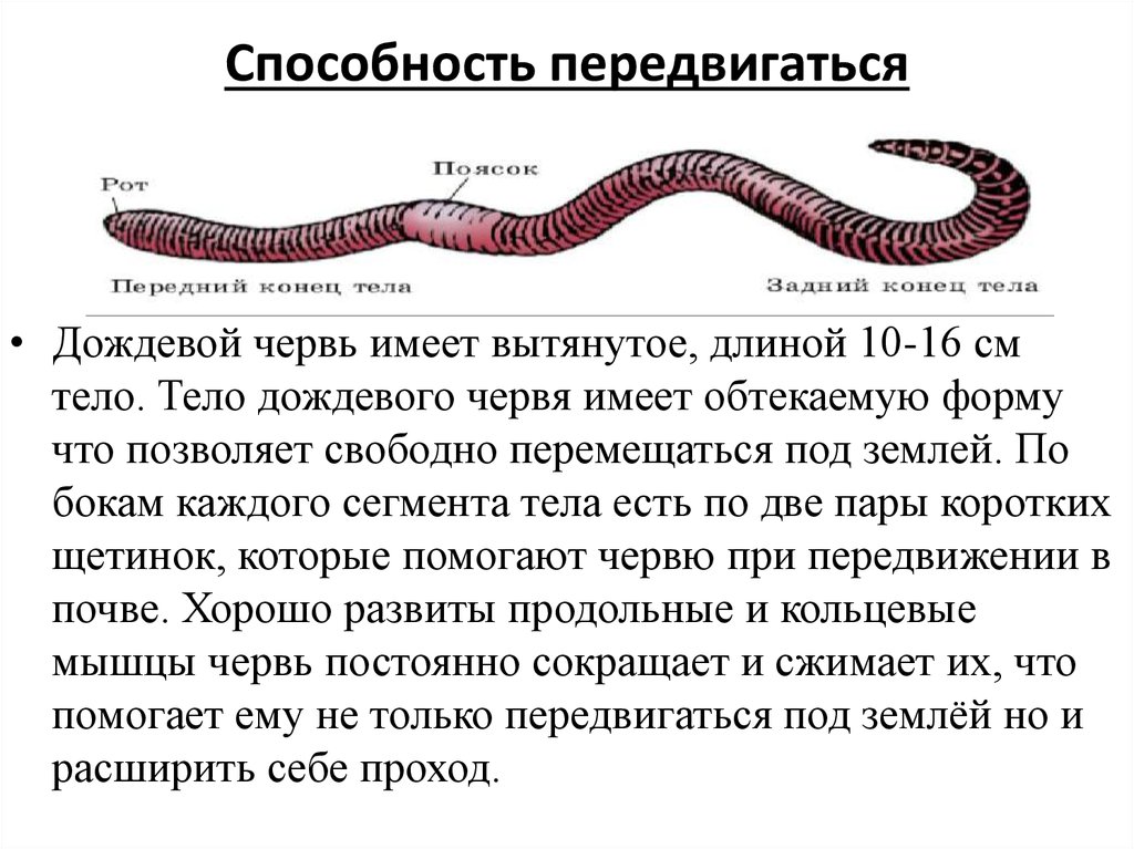Дождевой червь это какой червь. Биология 7 класс внешнее строение дождевого червя. Форма тела дождевого червя 7 класс биология. Внешнее строение червя дождевого червя. Характеристики внешнего строения дождевого червя.
