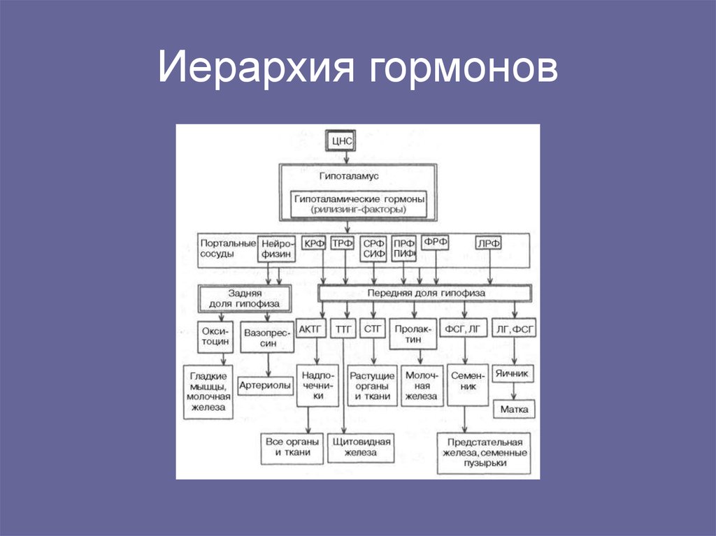 Иерархия гормонов