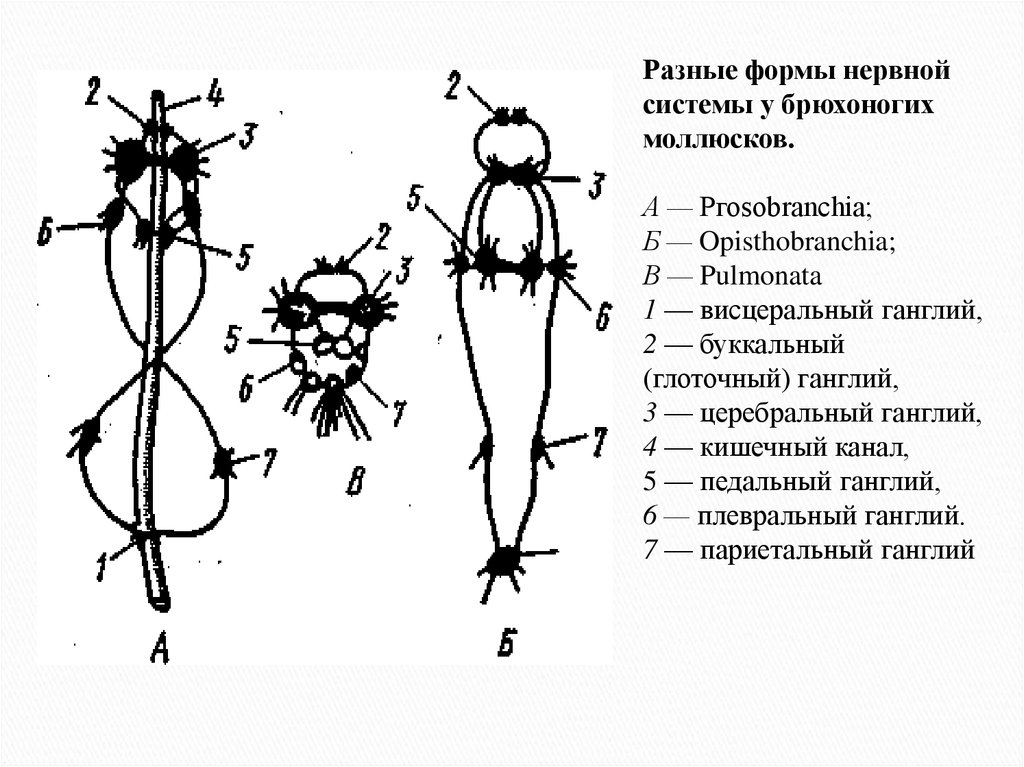 Нервная система брюхоногих моллюсков