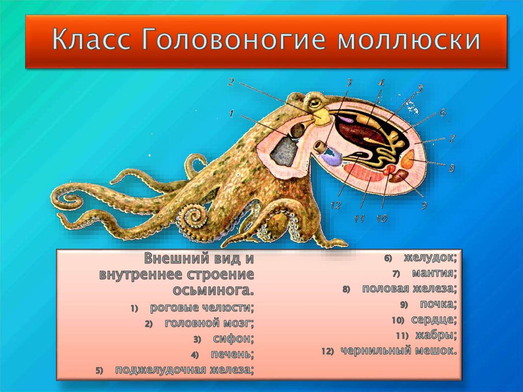 Таблица головоногих моллюсков. Внутренеестроение головоногих моллюсков. Анатомия головоногого моллюска. Внутреннее строение головоногого моллюска 7 класс биология. Внутреннее строение головоногих моллюсков.