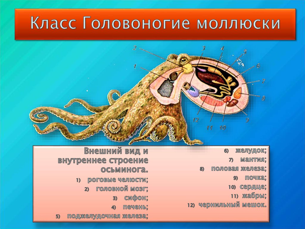 Особенности головоногих. Внутренеестроение головоногих моллюсков. Анатомия головоногого моллюска. Внутреннее строение головоногого моллюска 7 класс биология. Строение осьминога.