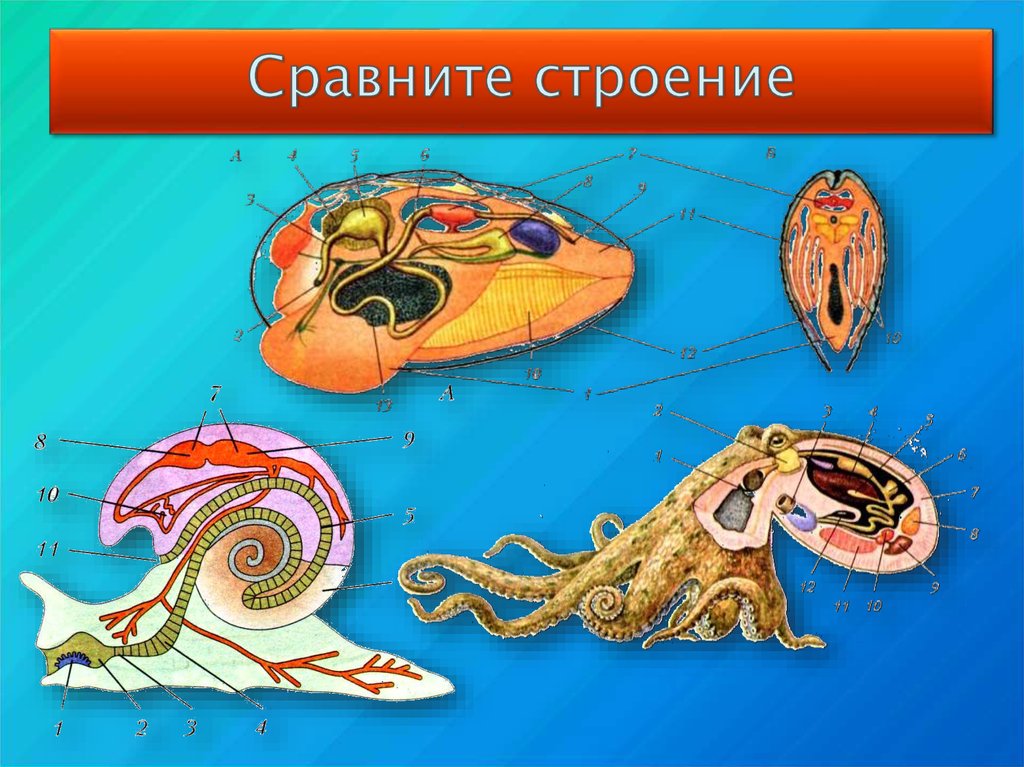 Моллюски внутренний скелет. Внутренний скелет головоногих моллюсков. Головоногие строение. Внутреннее строение осьминога. Головоногие моллюски внешнее строение.