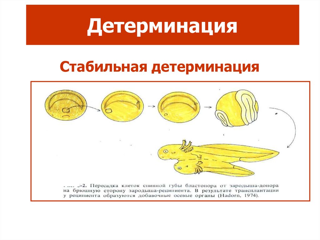 Эмбриональная индукция это в биологии