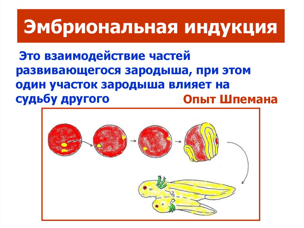 Индукция зародыша. Эмбриональная индукция эксперимент Шпемана. Схема первичной эмбриональной индукции. Организатор Шпемана – первичная эмбриональная индукция. Механизмы онтогенеза. Эмбриональная индукция.