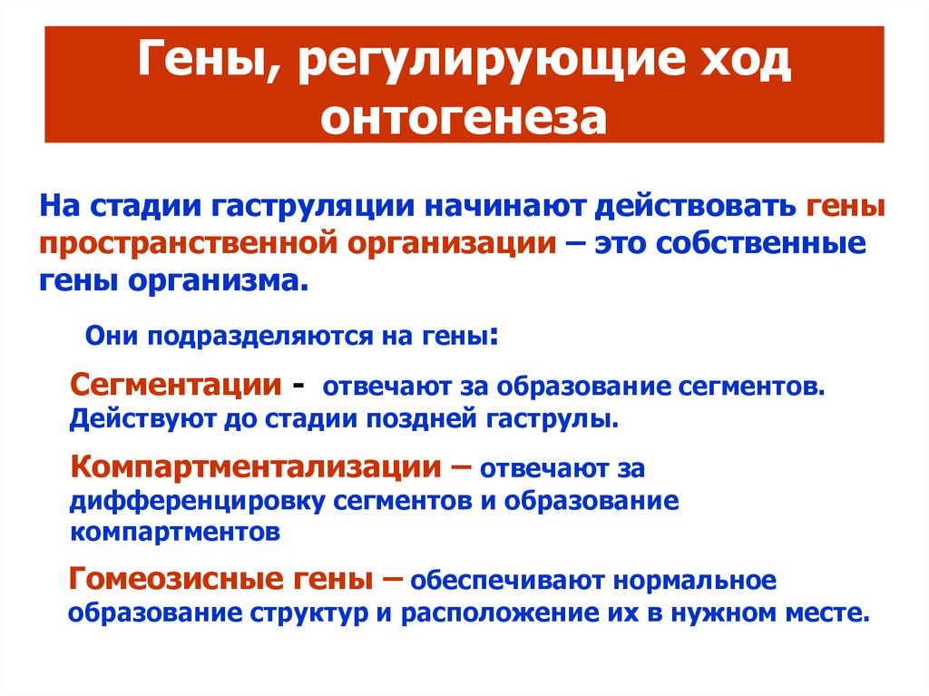 Как включаются и выключаются гены в ходе эмбриогенеза ответ оформите в виде таблицы или схемы